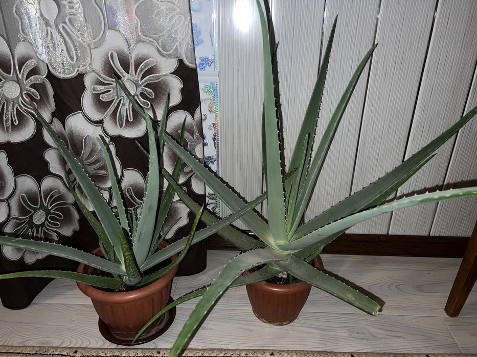 Алоэ вера (лечебная)