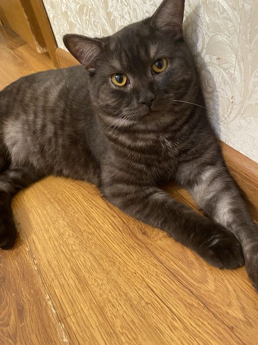 Черный шотландец на вязку