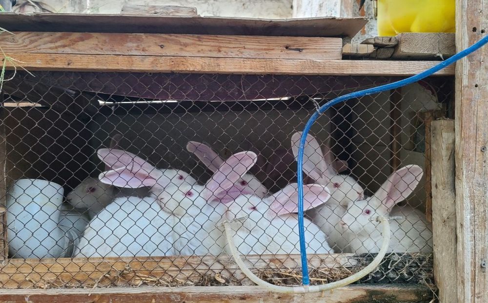 Продаю Кролик Великан