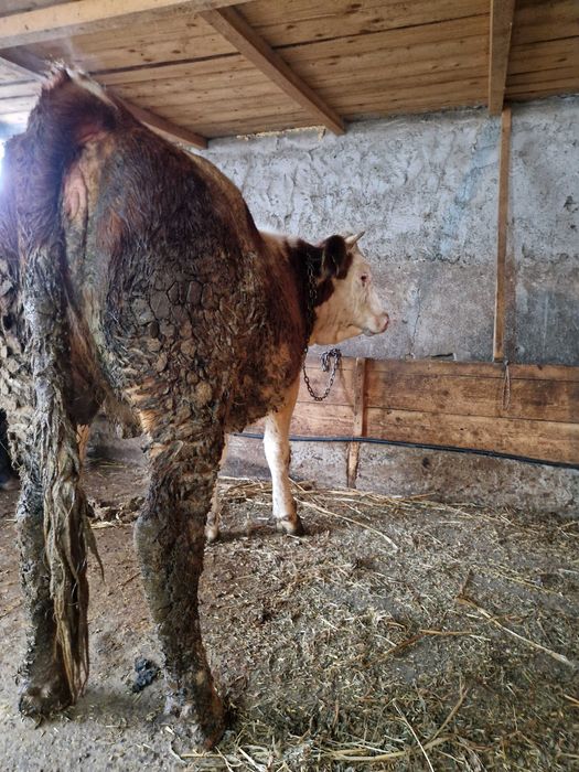 Vand doua junele gestante in luni mari !!