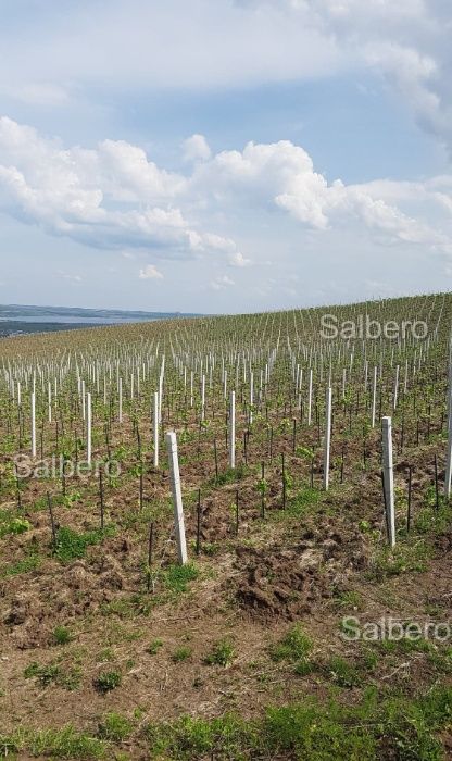Spalieri si Stalpi din beton, Tg-Jiu, Scoarta.