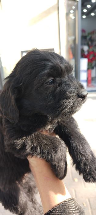 Продаются щенки породы русский охотничий спаниель