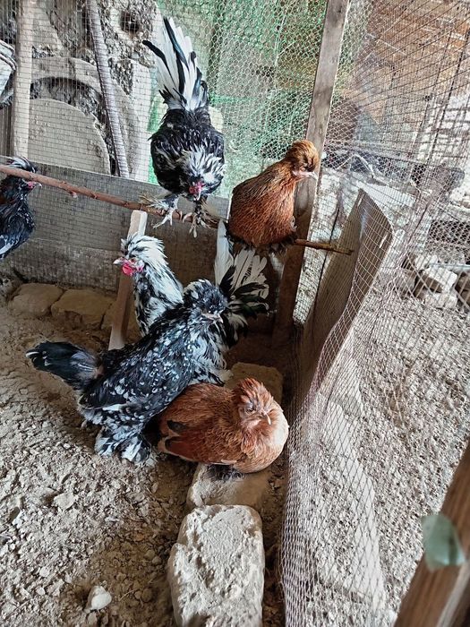 Корейски японкалар ва местный японкалар сотилади мокиенлари тухумдa