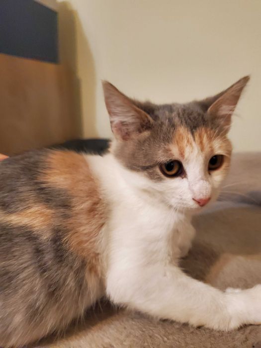 Очарователно домашне момиченце  търси любящ дом