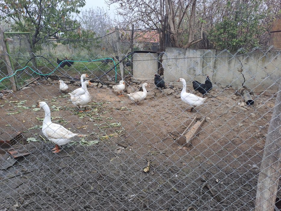 Гъски Линда - оплодени яйца