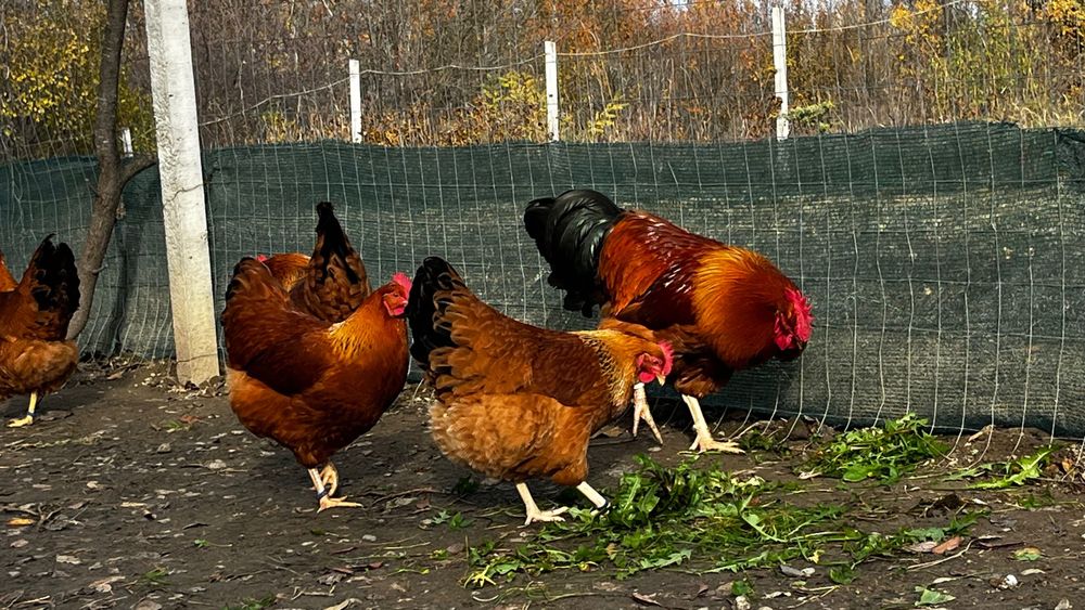 New Hampshire oua de incubat