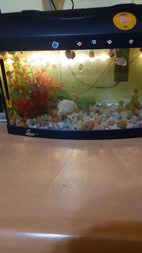 Vand pesti guppy xifori mecii pomaceea etc