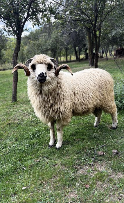 Berbec de rasa turcan