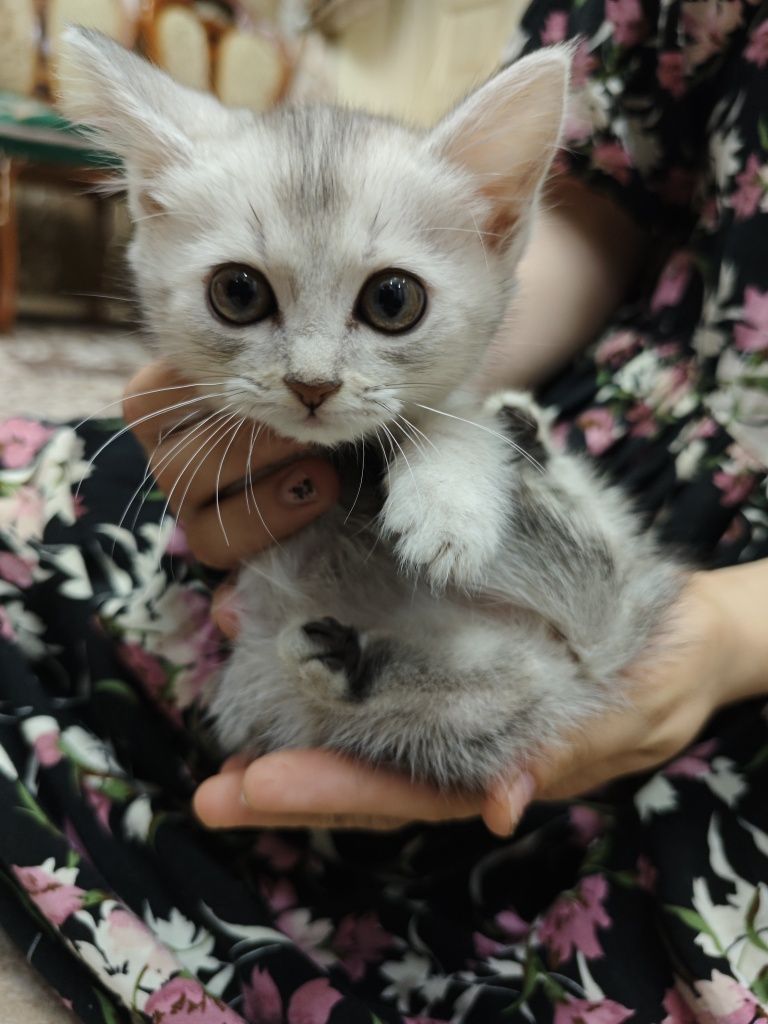 Котята золотая шиншилла