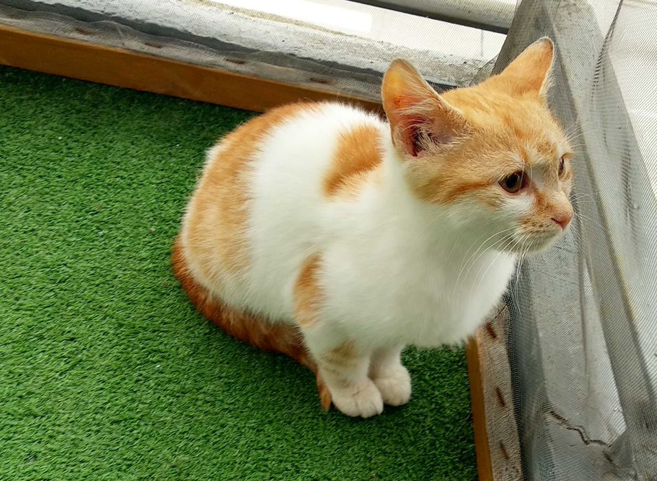 Подарявам котенце - момченце