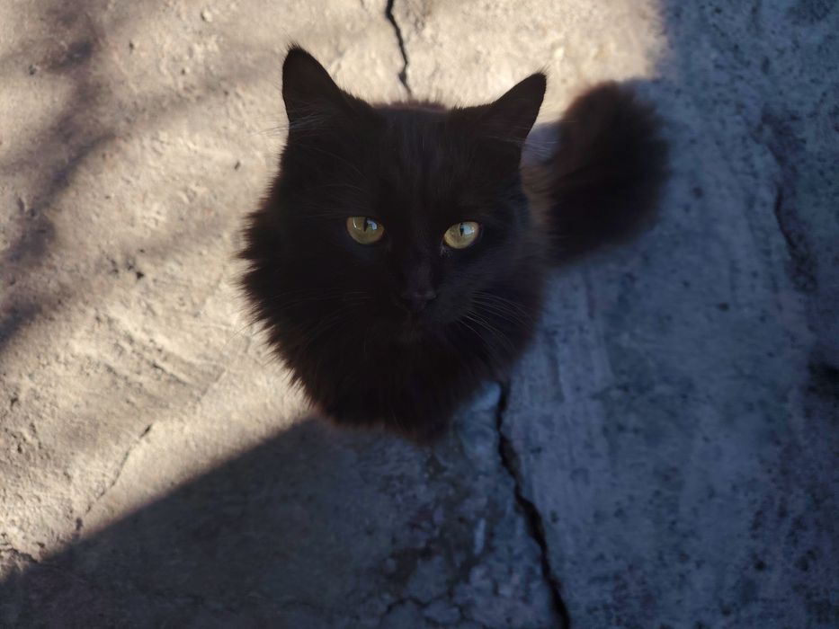 Бомбейский кот  1,5 года