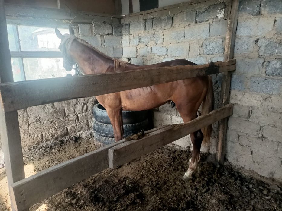 Ат жақсы бәйгеге жарап тұр