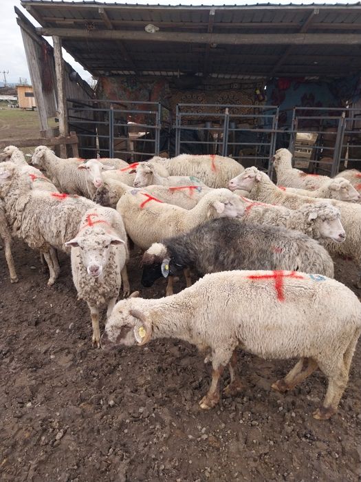 Oi de vânzare reformă