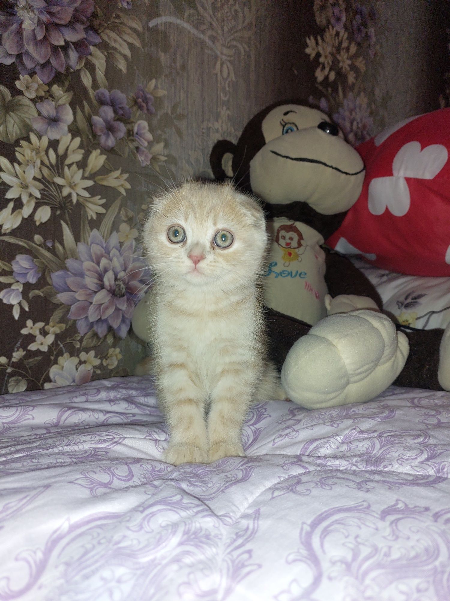 Породистый котёночек шотландской вислоухой — ! 
Наши пуш