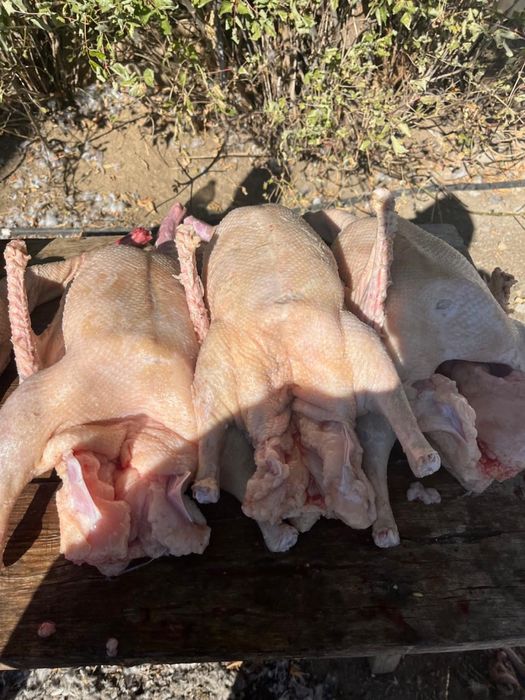 Қолдың қазы  ақтөбе