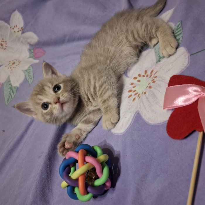 Красивые британские котята