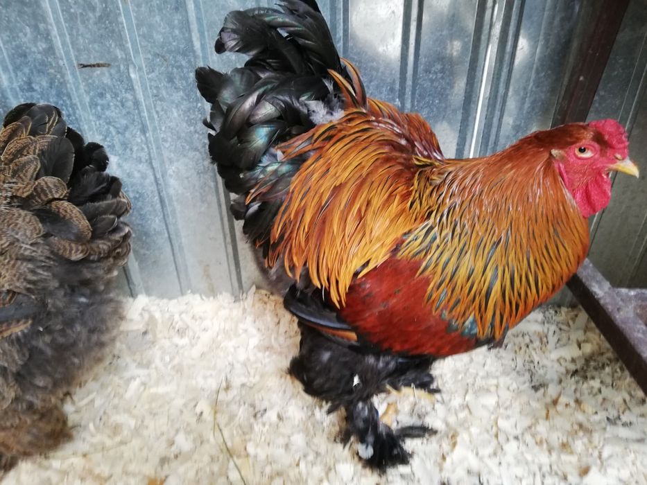 Vind oua ptr incubat