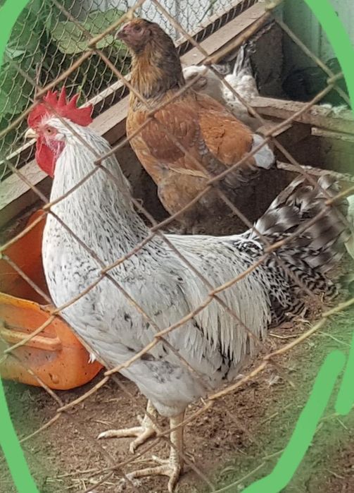 Продам молодых петушков