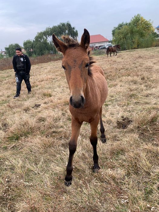 Vând Doua  Cârlane
