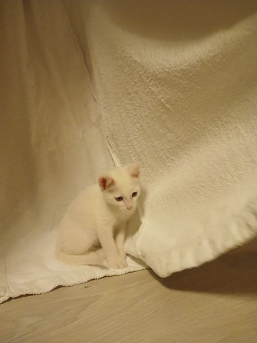 Продам котик пародистый