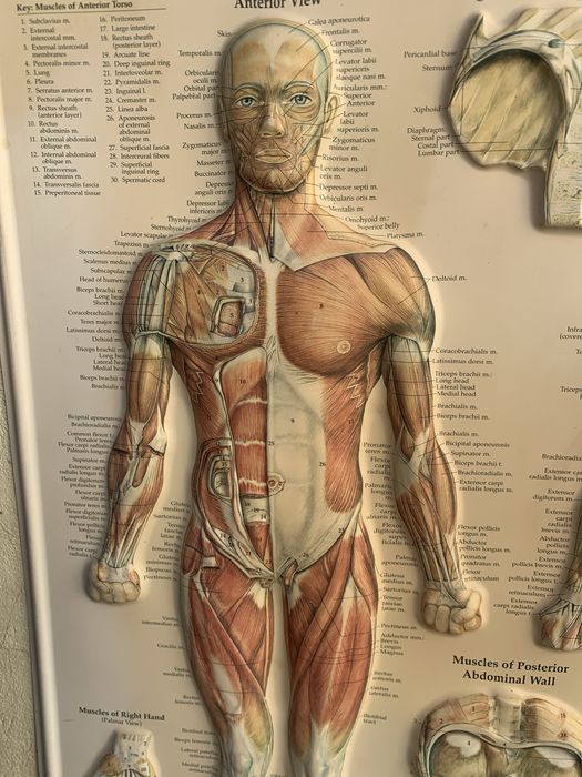 Planse anatomice sistem muscular si hipertensiunea