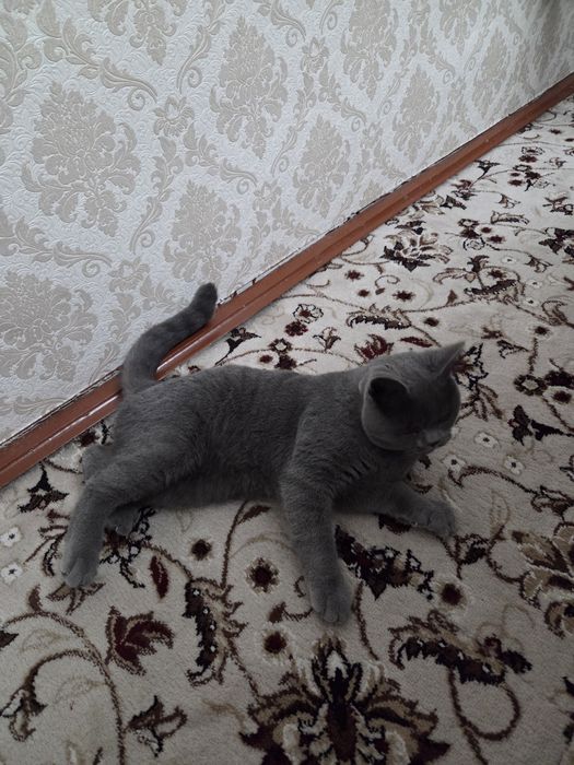 Скоттиш страйт сотилади