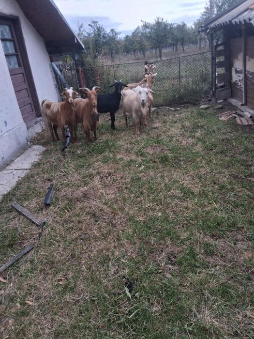 Vând capre  bune de ținut sau de tăiat fac și schimb