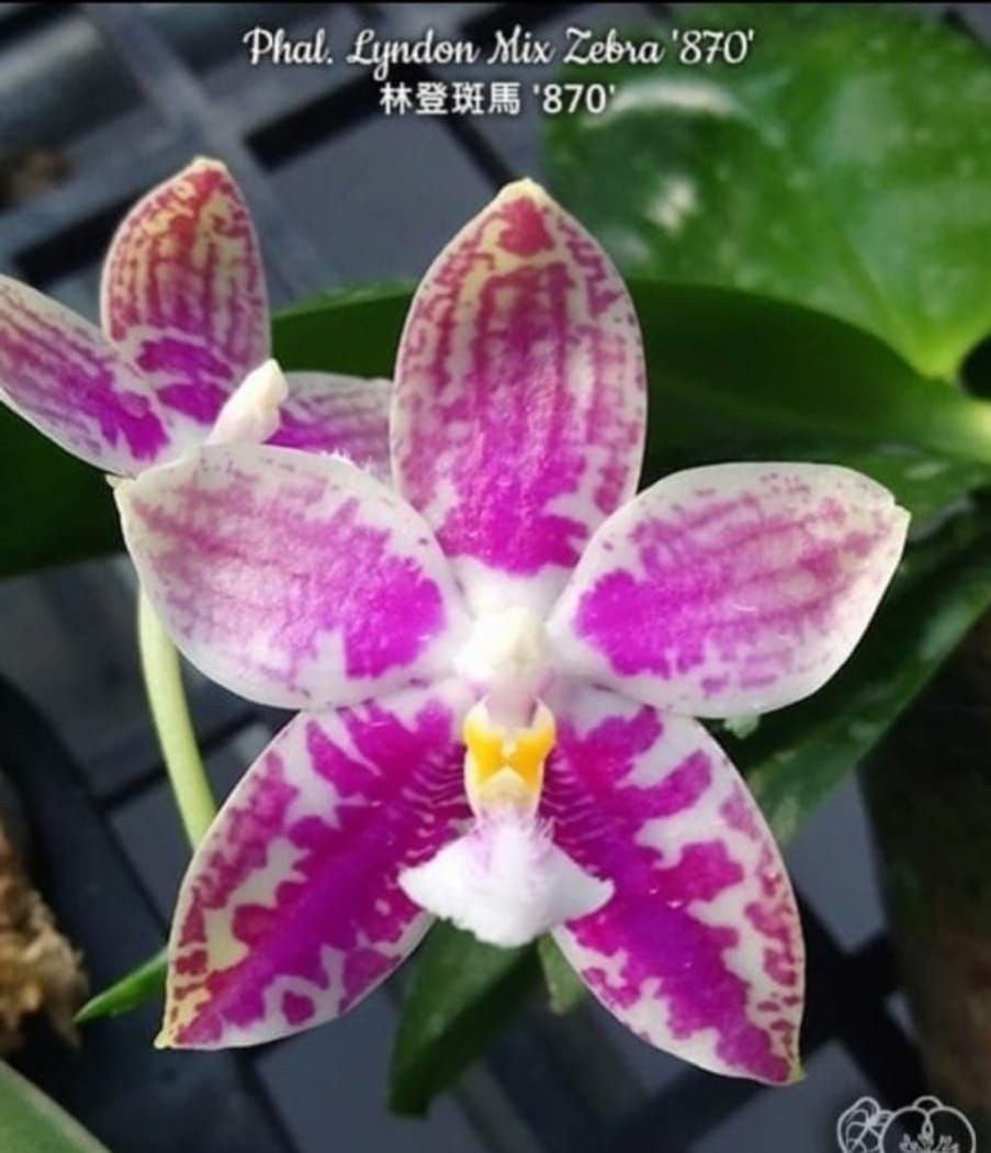 Орхидея Phal. Lyndon Mix Zebra ‘870’ — звезда в мире орхидей!