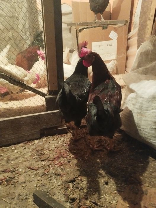 Продам молодых петухов