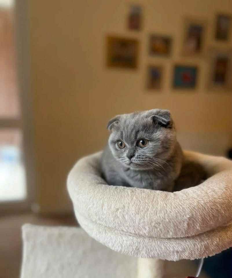 Шотландска чистокръвна кукличка