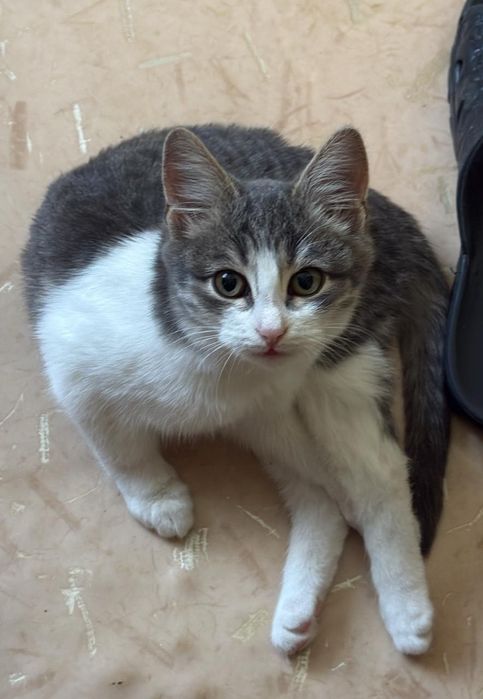 Котёнок в добрые руки