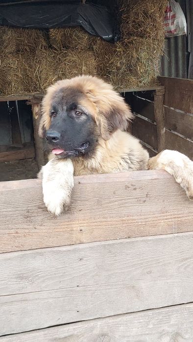 Vând Ciobănesc Caucazian