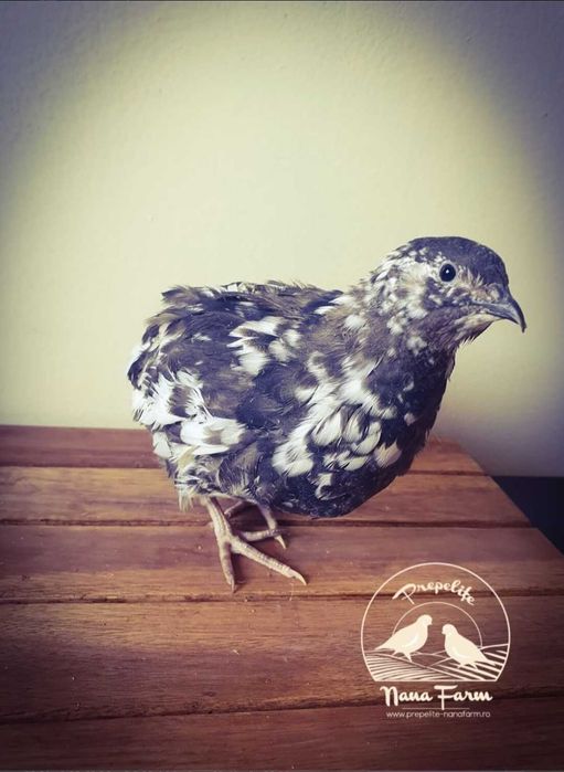 Oua prepelite incubat!