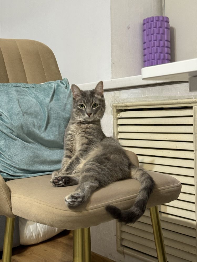 кот кошка котик