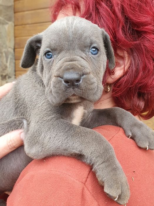 Cane Corso disponibil