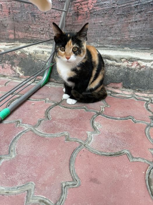 Отдам бесплатно в хорошие руки