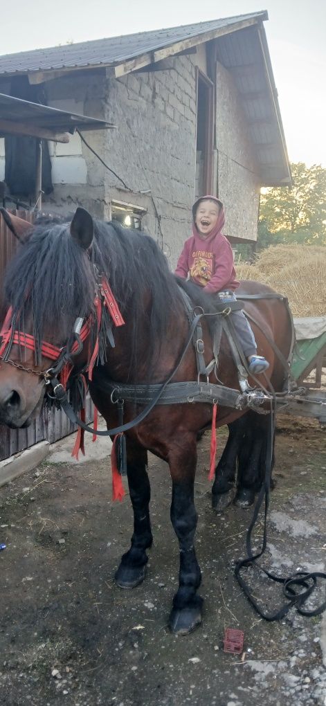 De vânzare armăsar talie mare foarte cuminte