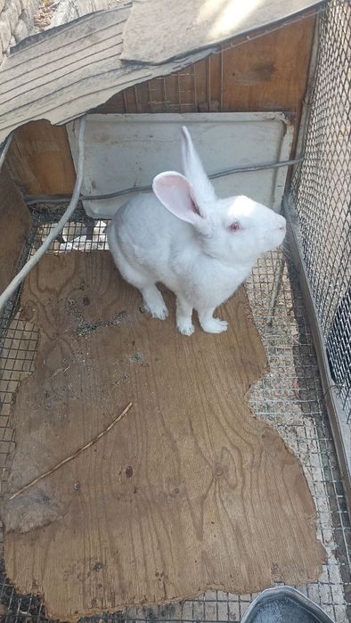 Zotli quyon sotiladi