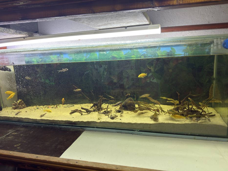 Оборудван работещ аквариум 162л с цихлиди