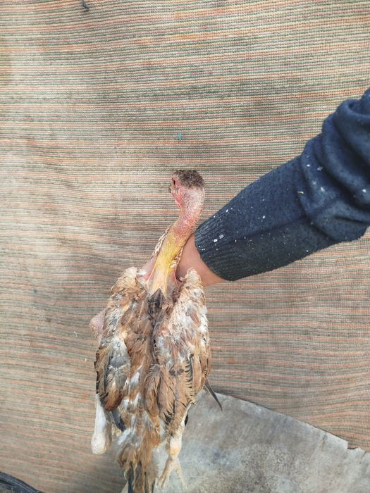 Madakaskar mokiyonchalar sotilad. i dakan