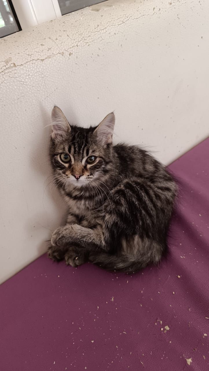Отдается котенок в добрые руки