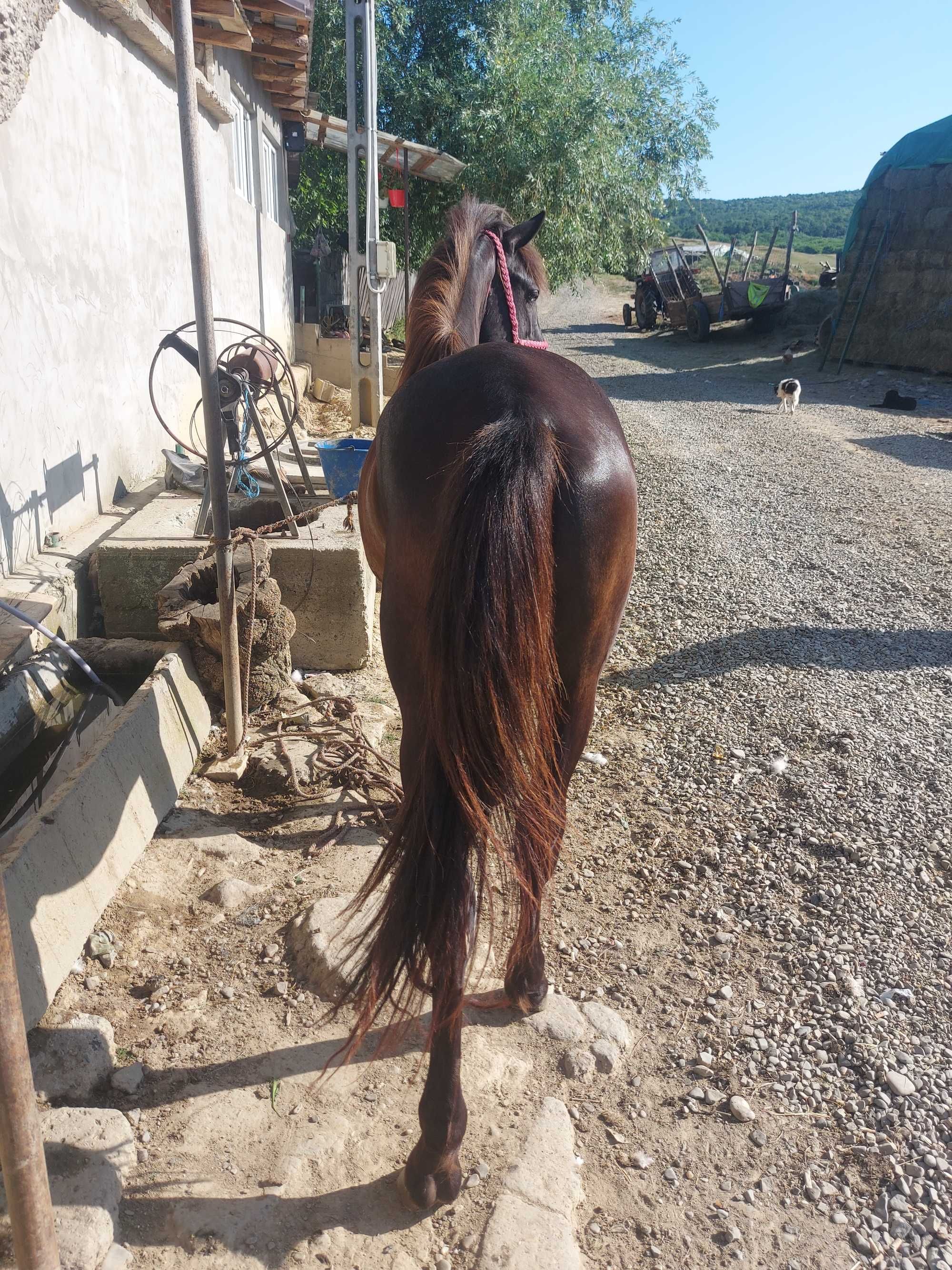 De vanzare manza de 2 ani manz de 1an si 4 luni si vaca pentru abator