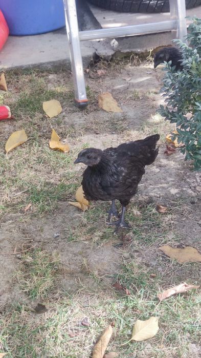 Qora tovuq jo'jalari 5 dona 4,5 oylik donasi 200 000 hammasini sotaman