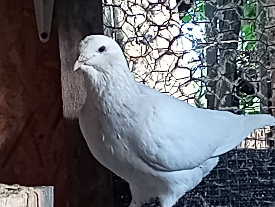 Porumbei standard
