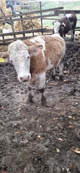 Продавам симентали на 9 10 11 месечна въздраст 8.5 лв живо тегло