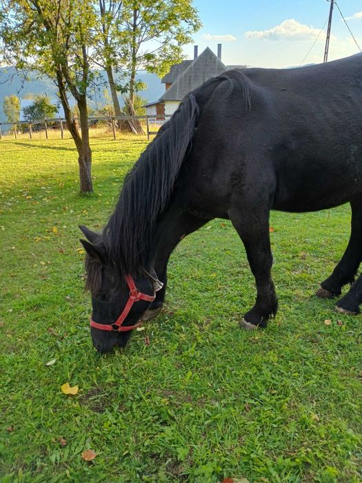 Vând mânzâ neagră