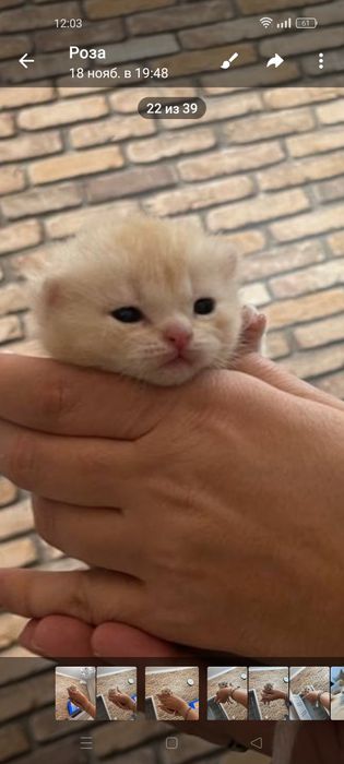 Котята Шотландский шиншилла