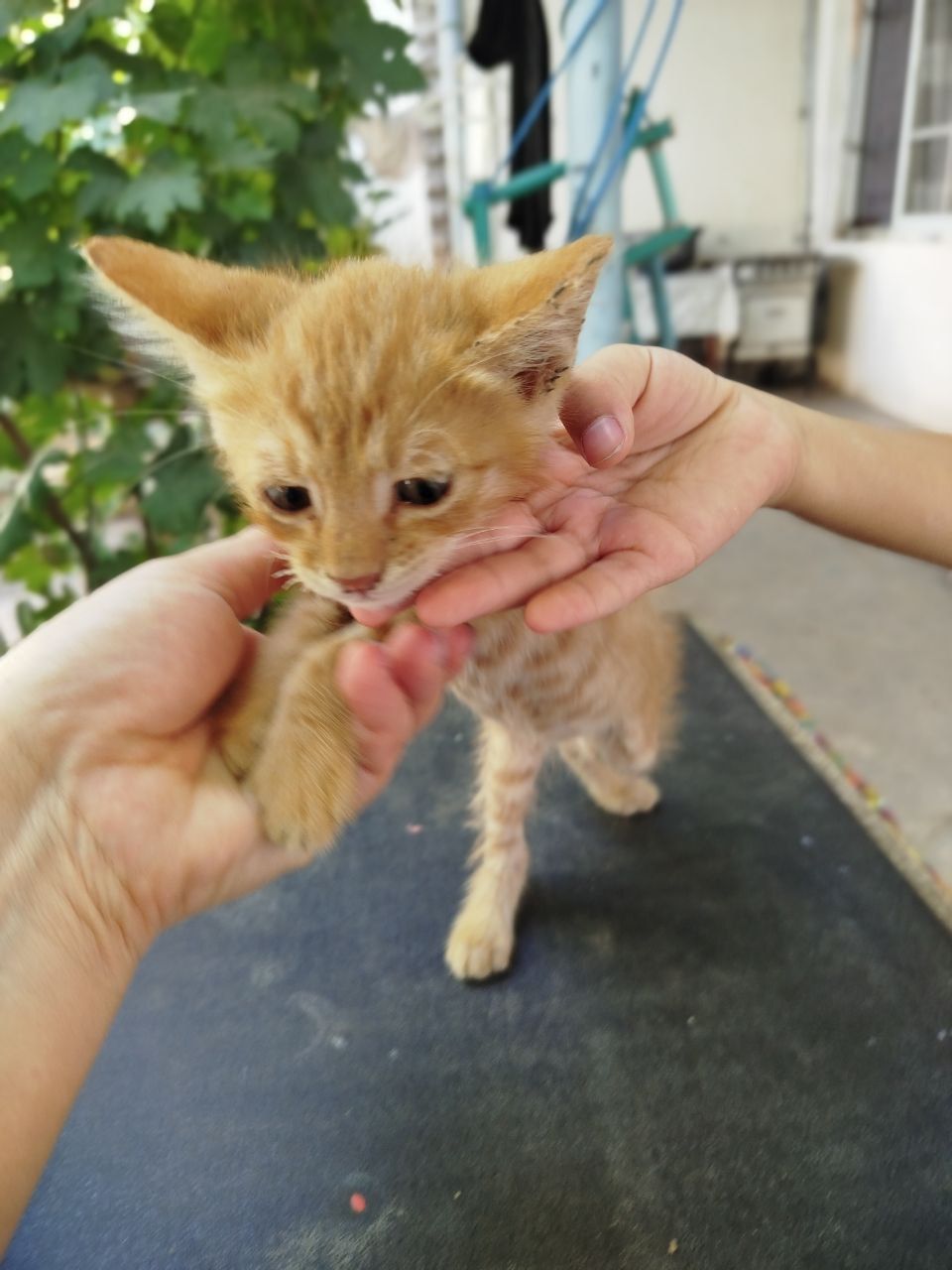 Отдам котят в хорошие руки.
