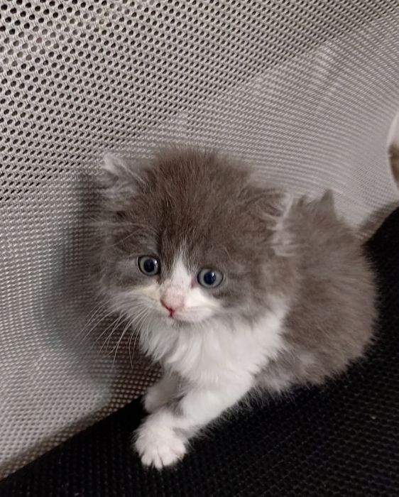 Отдам котят, 1,5 месяц. Мальчики и девочки.