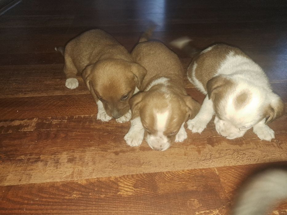 Adopție cinci căței